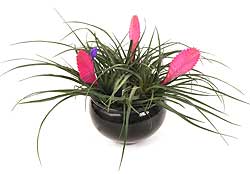Pink Quill